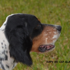 Image pour l'annonce setter anglais chiots