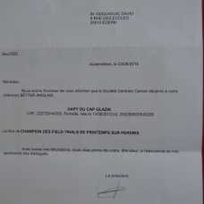 Image pour l'annonce setter anglais chiots