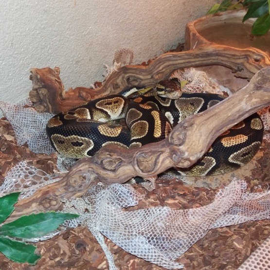 Image pour l'annonce Python royal
