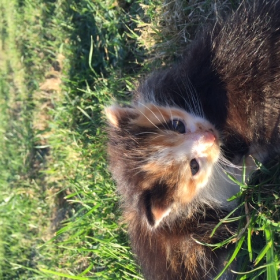 Image pour l'annonce Donne 2 chatons non sevrés abandonnés