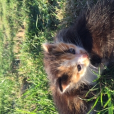 Image pour l'annonce Donne 2 chatons non sevrés abandonnés