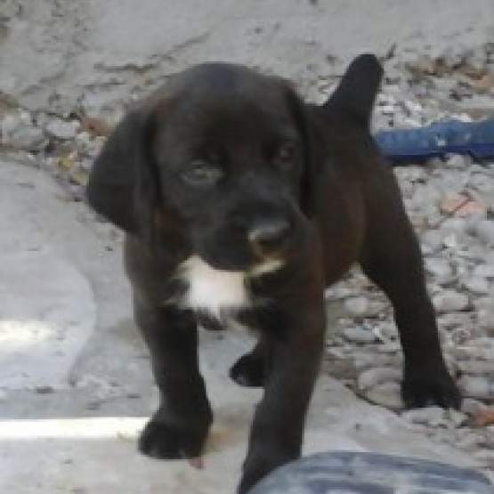 Image pour l'annonce chiots croisés kopov slovensky x boxer