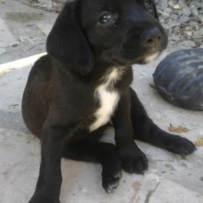 Image pour l'annonce chiots croisés kopov slovensky x boxer