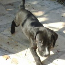 Image pour l'annonce chiots croisés kopov slovensky x boxer
