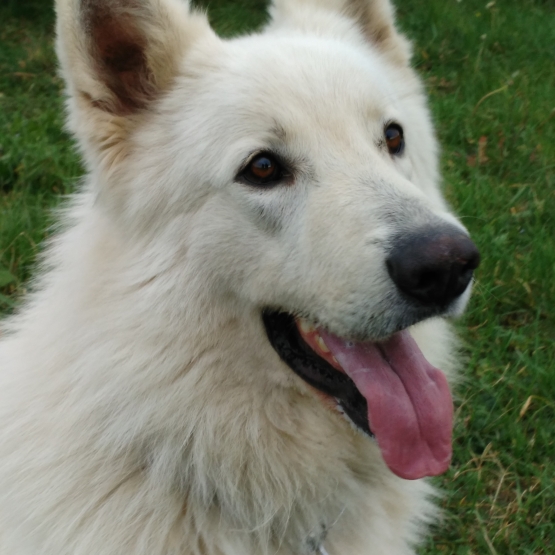 Image pour l'annonce Vend chiot LOF BERGER BLANC SUISSE