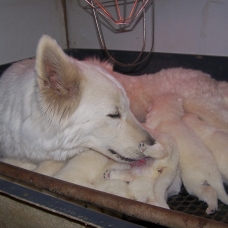 Image pour l'annonce Vend chiot LOF BERGER BLANC SUISSE