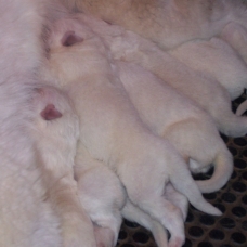 Image pour l'annonce Vend chiot LOF BERGER BLANC SUISSE