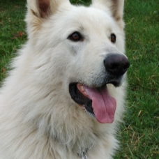 Image pour l'annonce Vend chiot LOF BERGER BLANC SUISSE