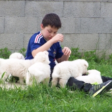 Image pour l'annonce Vend chiot LOF BERGER BLANC SUISSE