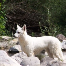 Image pour l'annonce Vend chiot LOF BERGER BLANC SUISSE
