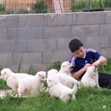Image pour l'annonce Vend chiot LOF BERGER BLANC SUISSE