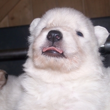 Image pour l'annonce Vend chiot LOF BERGER BLANC SUISSE