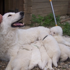 Image pour l'annonce Vend chiot LOF BERGER BLANC SUISSE