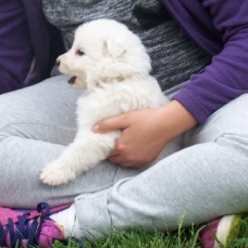 Image pour l'annonce Vend chiot LOF BERGER BLANC SUISSE