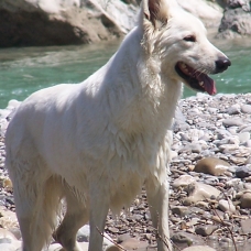 Image pour l'annonce Vend chiot LOF BERGER BLANC SUISSE