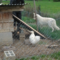 Image pour l'annonce Vend chiot LOF BERGER BLANC SUISSE