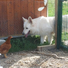 Image pour l'annonce Vend chiot LOF BERGER BLANC SUISSE