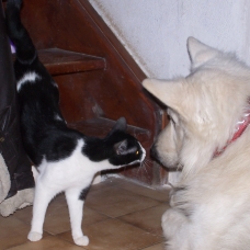 Image pour l'annonce Vend chiot LOF BERGER BLANC SUISSE