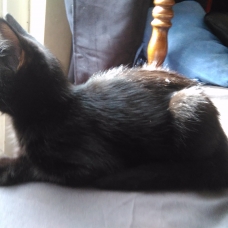Image pour l'annonce Donne Chaton