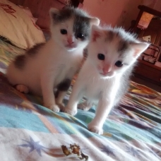 Image pour l'annonce Donne un chaton