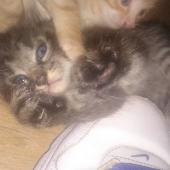 Image pour l'annonce Donne 4 chatons