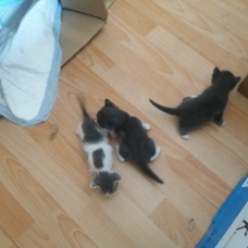 Image pour l'annonce Donne chatons