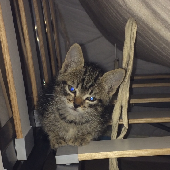 Image pour l'annonce Donne chatons