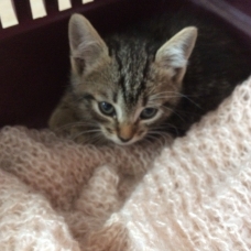 Image pour l'annonce Donne chatons