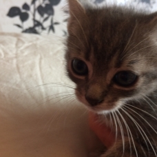 Image pour l'annonce Donne chatons
