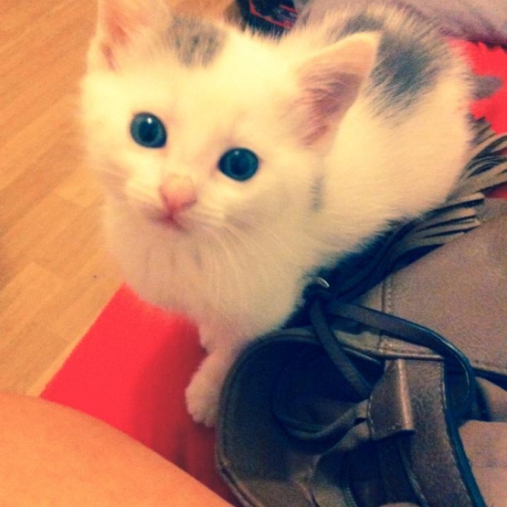 Image pour l'annonce Chatons adorables