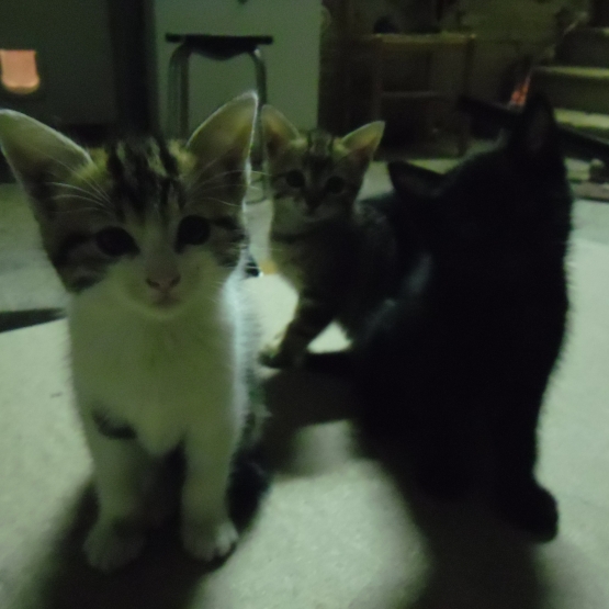 Image pour l'annonce Chatons à donner