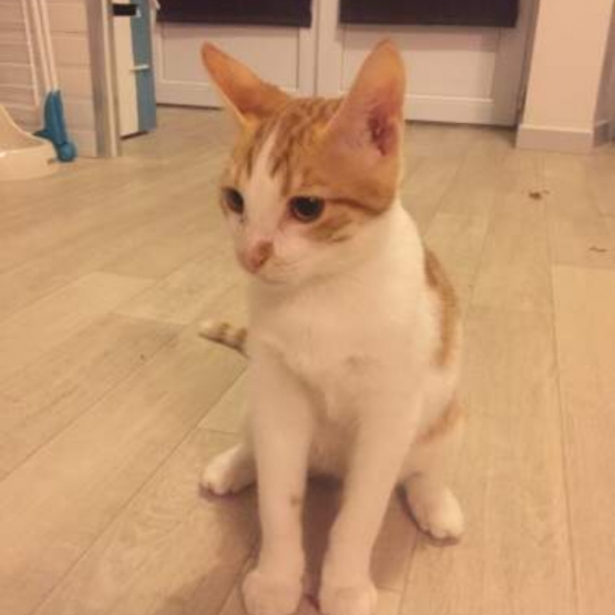 Image pour l'annonce Donne chaton roux