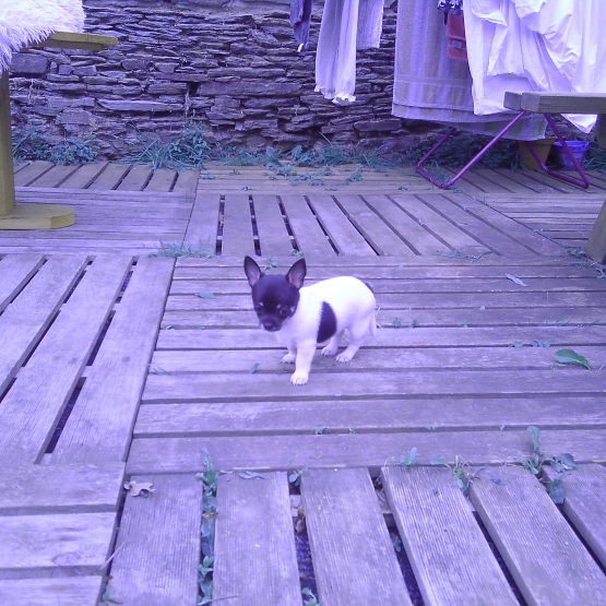 Image pour l'annonce vends chiots chihuahua