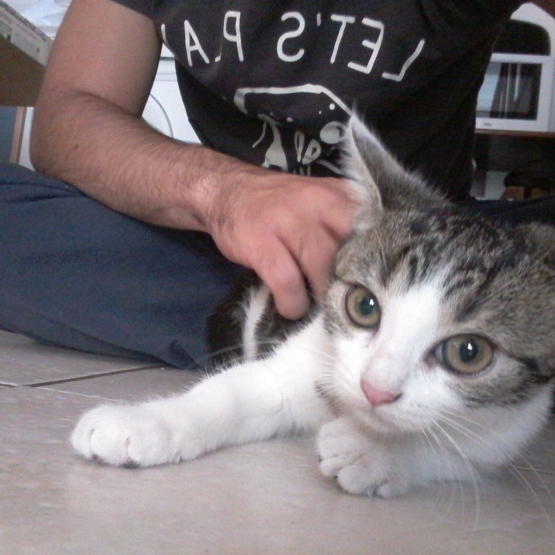 Image pour l'annonce Don Chaton femelle Noire et blanche