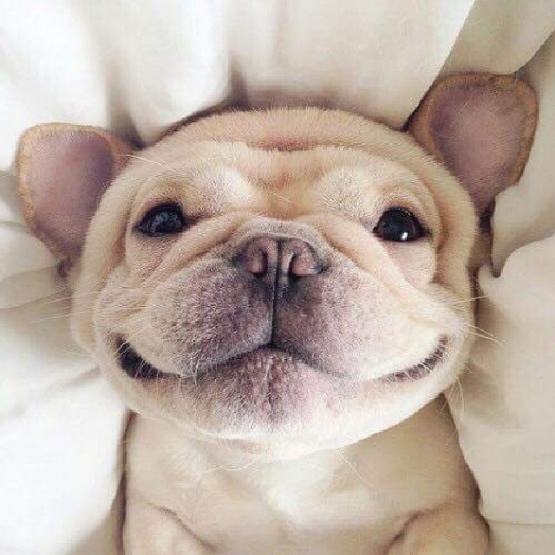Image pour l'annonce Garde vos animaux / Petsitter sur STRASBOURG et alentours