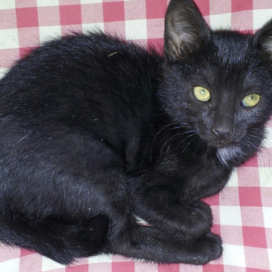 Image pour l'annonce donne chaton