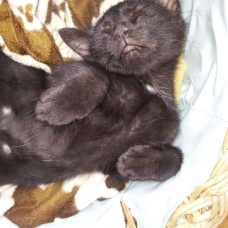 Image pour l'annonce donne chaton