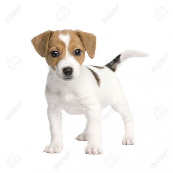 Image pour l'annonce jack russel