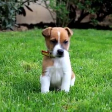 Image pour l'annonce jack russel