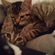 Image pour l'annonce Donne 2 chatons mâles tigrés âgés de 4 mois