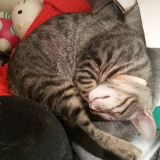 Image pour l'annonce Donne 2 chatons mâles tigrés âgés de 4 mois