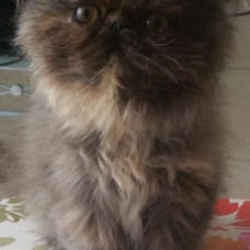 Image pour l'annonce Vends Chatons Persan Non Loof