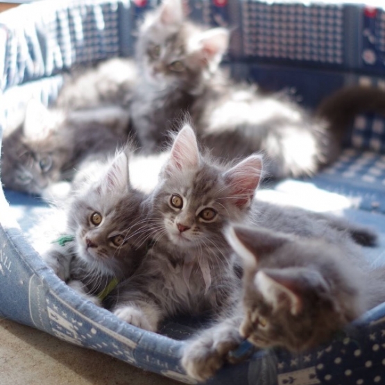 Image pour l'annonce Vend maine coon blue silver