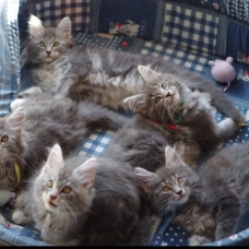 Image pour l'annonce Vend maine coon blue silver