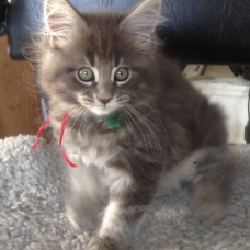 Image pour l'annonce Vend maine coon blue silver