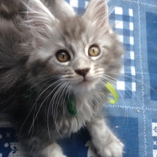 Image pour l'annonce Vend maine coon blue silver