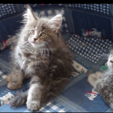 Image pour l'annonce Vend maine coon blue silver