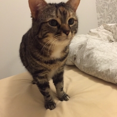 Image pour l'annonce Donne Luna, magnifique chatte de 7 ans