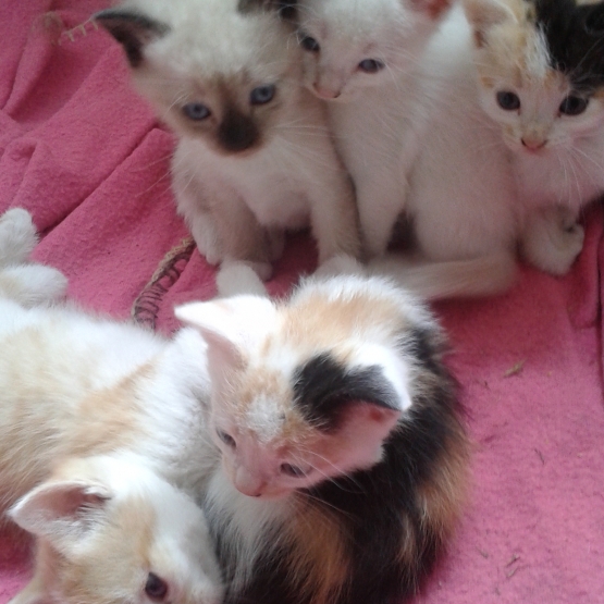 Image pour l'annonce donne 4 chatons