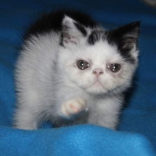 Image pour l'annonce Chaton Exotic shorthair LOOF persan + Livraison